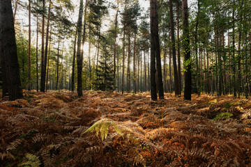 Fototapety na wymiar - Fototapeta24.pl