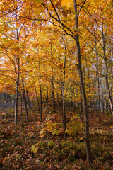 Niewielki zagajnik porośnięty młodymi, niewysokimi drzewami. Jest jesienny, słoneczny dzień. Słońce oświetla żółte liście na gałęziach drzew. © boguslavus