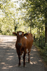 A Charming Calf Enjoying Nature A Beautiful and Serene Moment