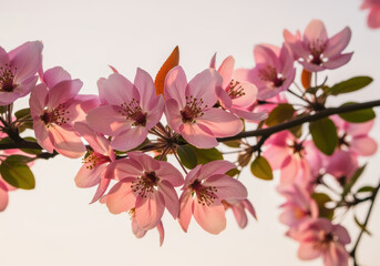 Obraz premium Sunlit branch of blooming pink cherry blossoms in springtime against a soft sky background
