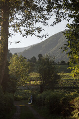 Serene Mountain Landscape at Dawn with Lush Greenery