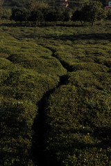 The Beautiful Lush Green Tea Fields Glimmering Under Soft Evening Light