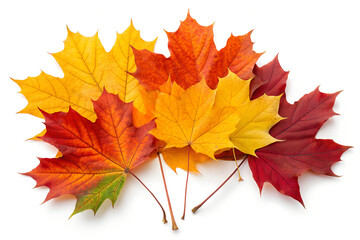 Vibrant autumn maple leaves in a stunning display of fall colors, perfect for seasonal design and festive decorations.