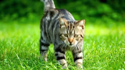 Alert tabby cat stalks through lush green grass, its eyes focused intently on unseen prey, embodying natural instinct and stealthy movement in a vibrant outdoor setting.