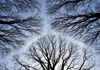 Silhouettes of bare tree branches against a blue winter sky. A low angle view looking up at an intricate forest canopy pattern. Natural abstract background