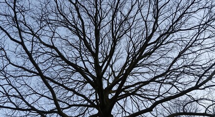 Silhouette of a large bare tree with intricate branches against a blue sky. Winter season nature background with an abstract organic pattern