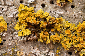 Close-up of yellow lichen on rough stone surface
