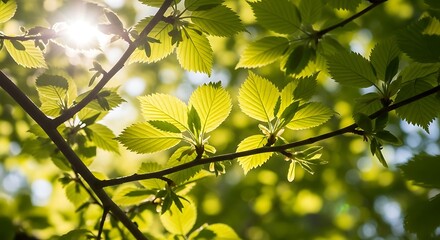 Obraz premium Sunlit Canopy - A Glimpse of Spring Through Vibrant Green Leaves.