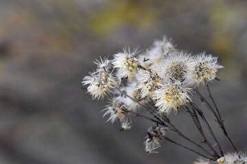 blooming autumn grass closeup