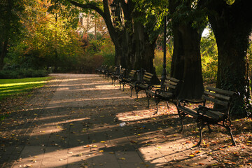 Sunlit row of empty park benches along a tree lined paved pathway covered with scattered autumn leaves, casting long dappled shadows and creating a peaceful, serene atmosphere.