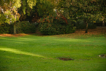 Sunlit green lawn in a peaceful park with scattered autumn leaves and small puddles, framed by deciduous trees and dense shrubbery, creating a calm natural landscape scene.