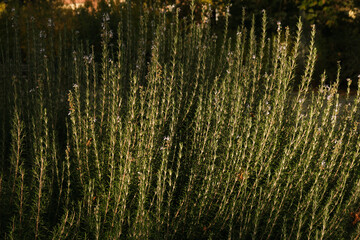 Sunlit rosemary shrubs in a herb garden with dense slender green sprigs and woody stems, bathed in warm golden light highlighting natural texture and aromatic botanical detail.