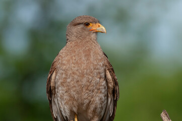 Caracara chimango portrait , La Pampa province, Patagonia , Argentina