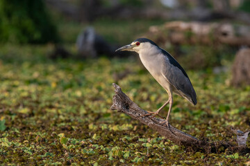 Black crowned Night Heron, Nycticorax nycticorax, Bañado La Estrella, Formosa Province, Argentina