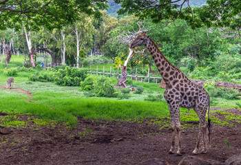 A majestic giraffe stands tall and watchful in a verdant African landscape
