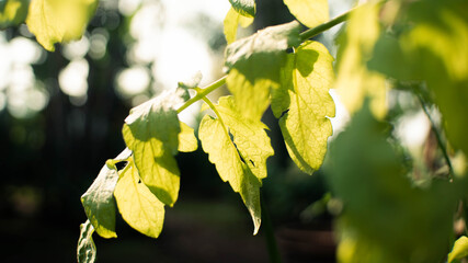 close up background of green tomato leaves in the morning