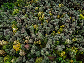 Dense treetops in a mixed forest in autumnal colors from a bird's eye view, diverse tree species visible, forest in 26209 Hatten, Germany
