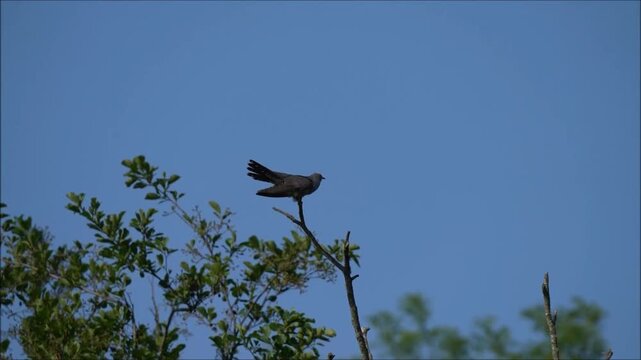 Cuculus canorus cuckoo during its courtship and territorial song