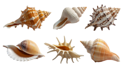 collection of varied seashells. Isolated on transparent background, png