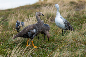 Upland Goose, Chloephaga picta, Tierra del Fuego National Park, Patagonia, Argentina.