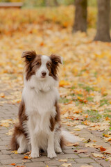 Obraz premium Dog sitting on autumn background covered with yellow leaves