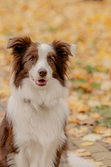 Dog sitting on autumn background covered with yellow leaves