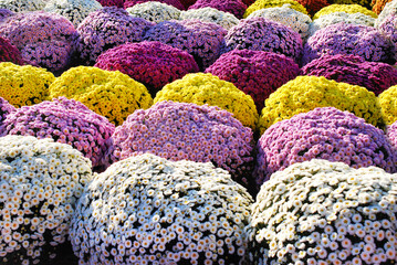Floral background with pots of colorful chrysanthemums outdoor