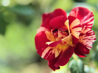 10月に咲いた赤色のバラの花「モーリス･ユトリロ」