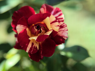 10月に咲いた赤色のバラの花「モーリス･ユトリロ」