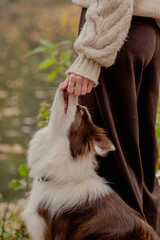 Border Collie dog showing affection to owner outdoors in autumn park