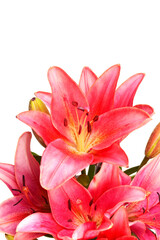 Pink lily isolated on white