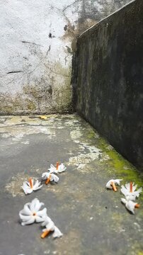 Closeup of a parijat or night blooming flower or harsingar flower on a surface
