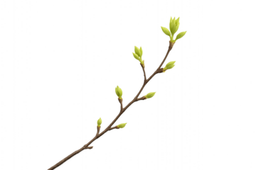 Spring Awakening: A Branch with Buds and Fresh Leaves on Black