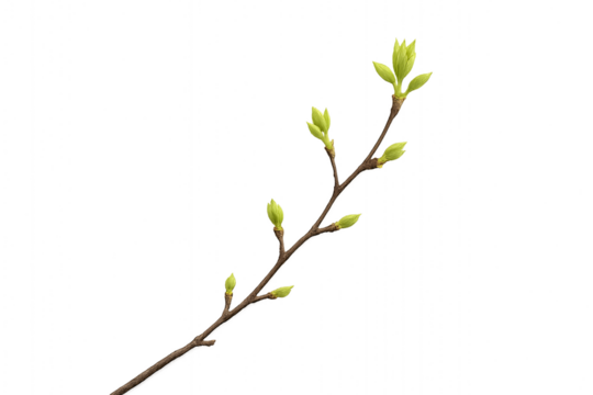 Spring Awakening: A Branch with Buds and Fresh Leaves on Black