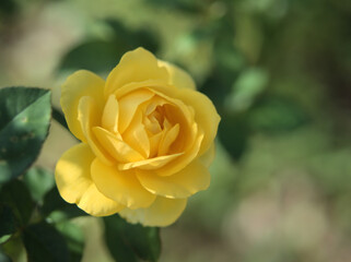 10月に咲いた美しい黄色いバラの花「伊豆の踊り子」