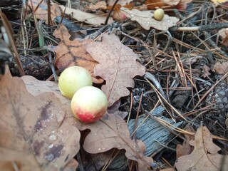 The balls on oak leaves are galls, also known as ink nuts, which form as a result of infestation by gall wasp larvae. These growths on the leaves harbor the insect larvae, which feed on plant juices.