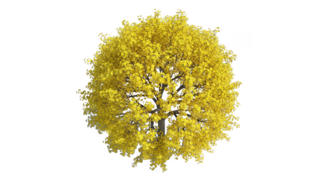 Vibrant yellow flower cluster isolated on transparent background