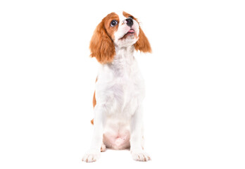 Cute Cavalier King Charles Spaniel puppy, sitting looking up, isolated on white background