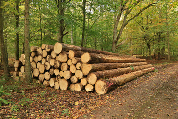 Langholz Fichte liegt am Waldrand