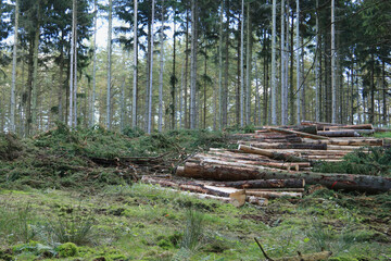 Baumst&auml;mme liegen im Wald nach der Holzernte  mit einem Harvester