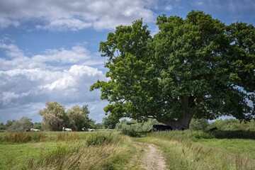 Landscape at Deerhurst, Gloucestertshire