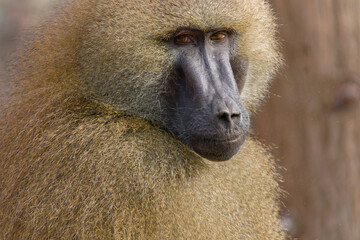Guinea Baboon, Guinea-Pavian (Papio papio)