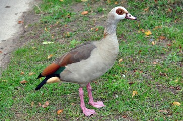 Nilgans