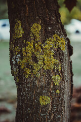 Fototapeta premium Lichen Macro photo. Yellow lichens on a tree bark. Xanthoria parietina