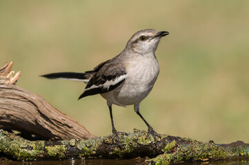 White banded mokingbird, in spinal forest environment , Pampas, Argentina.