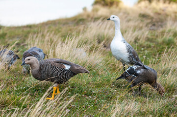 Upland Goose, Chloephaga picta, Tierra del Fuego National Park, Patagonia, Argentina.