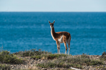 Baby Guanaco, Peninsula Valdes, Chubut Province, Patagonia, Argentina.