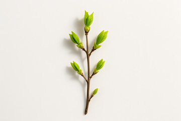 Fototapeta premium Spring's First Whisper: A Budding Branch Against a Creamy Backdrop