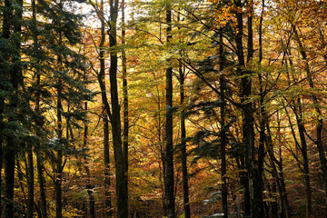 Fototapeta premium Autunno sull'Appennino emiliano. Panorami autunnali delle montagne bolognesi. Corno alle Sc ale. Bologna, Emilia-Romagna, Italia.