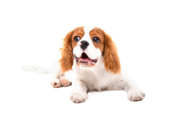 Cute Cavalier King Charles Spaniel puppy lying isolated on white background